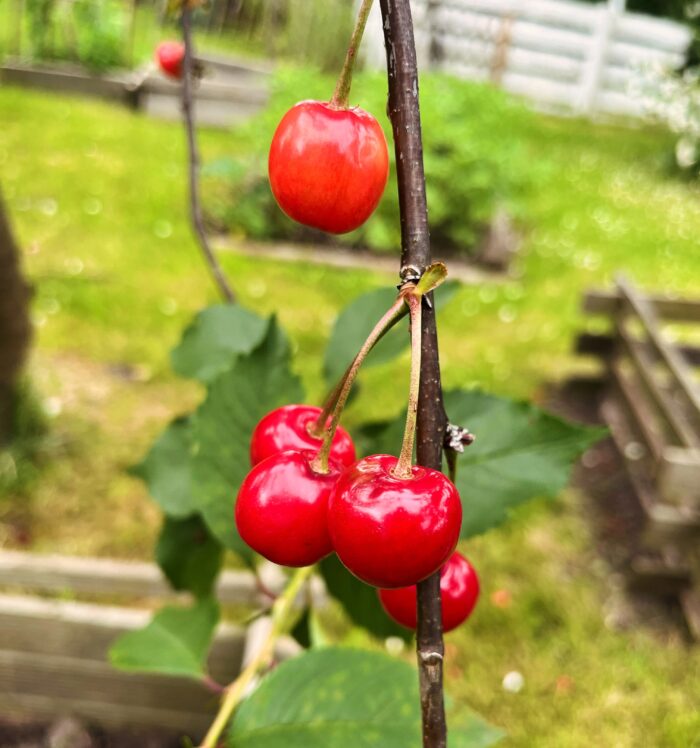 Eine Handvoll roter Kirschen an einem Zweig, im Hintergrund Beete