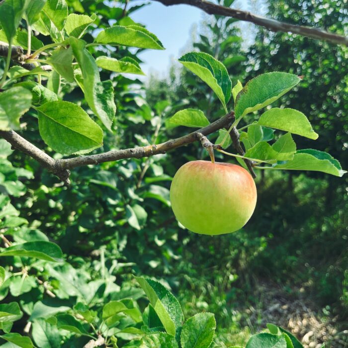 Ein Apfel an einem Südtiroler Apfelbaum