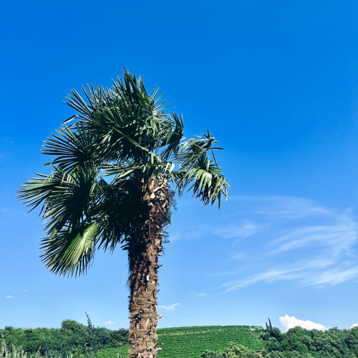 Eine Palme vor sehr blauem Himmel