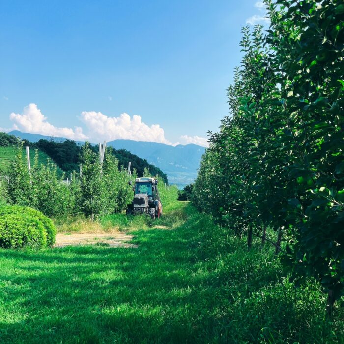 Blick durch Apfelpflanzungen in Kaltern, ein kleiner Trecker mit im Bild, im Hintergrund Berge und Wolke n