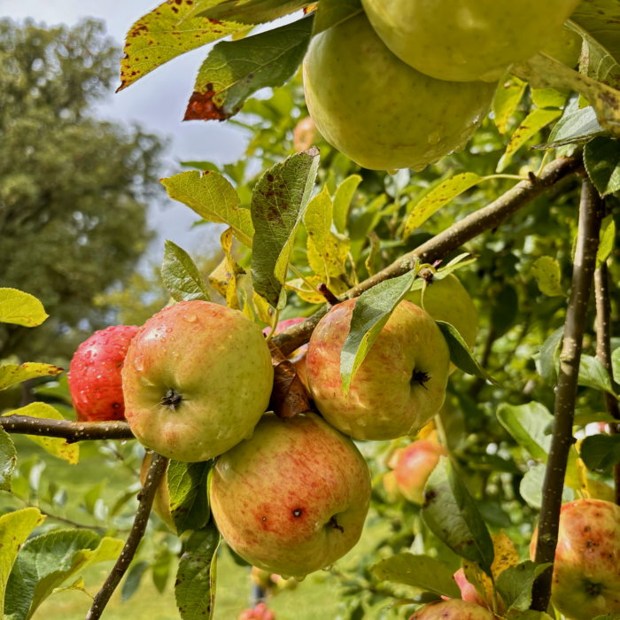 reife Äpfel, rotgrün, an einem Baum, Regentropfen darauf, aber das Licht ist sonnig