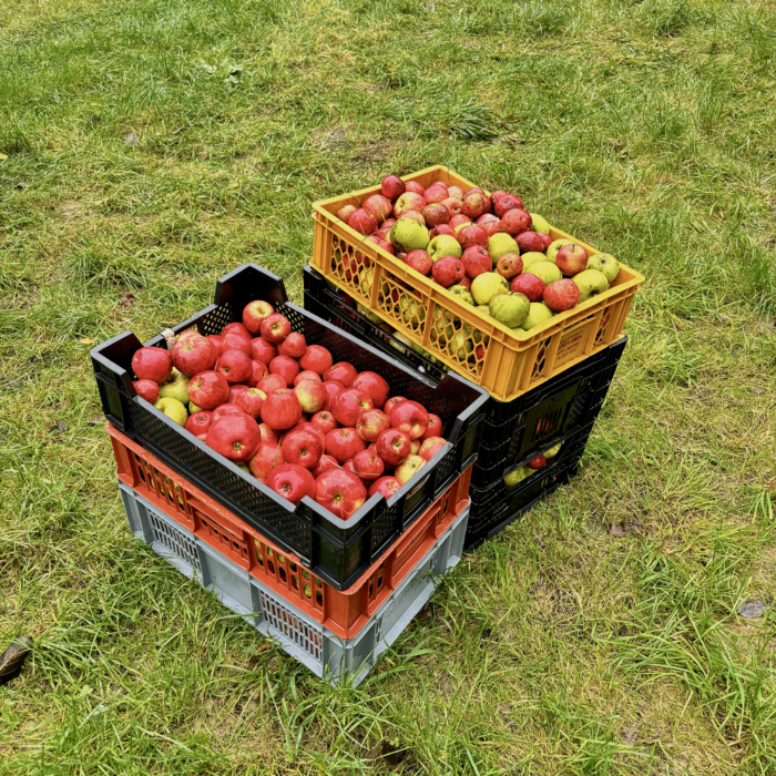 Volle Kisten mit frisch gepflückten Äpfeln