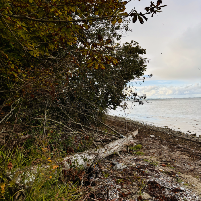 Ein ugestürzter Baum liegt auf dem Strand von Steinberghaff