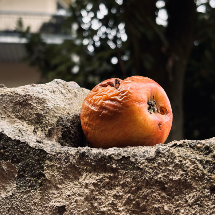 Ein gammelnder Apfel auf einem Mauervorsprung