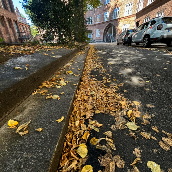 Erstes gelbes Herbstlaub von Linden an einem Straßenrand. Noch keine große Menge, aber man kann es beim Gehen schon rascheln lassen.