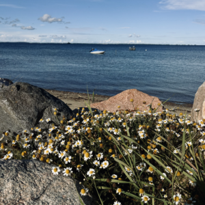 Wilde Kamille vor Findlingen am Strand von Steinberghaff