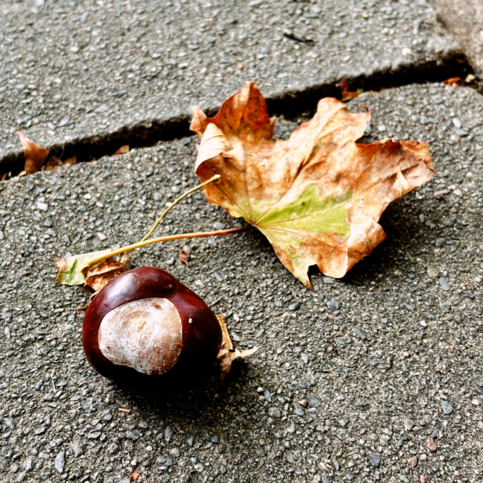 Eine erste Kastanie vor einem nicht dazugehörigen welken Blatt