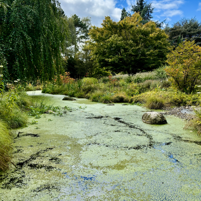 Ein von Entengrütze bedeckter Bach im Loki-Schmidt-Garten