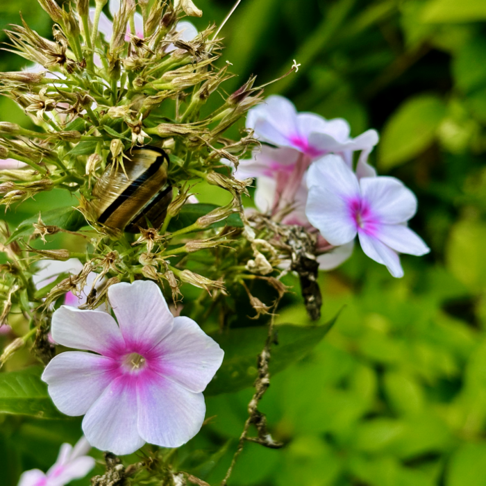 Rosafarbene Blüten des Phlox, dazwischen ein grünschwarzes Schneckenhaus