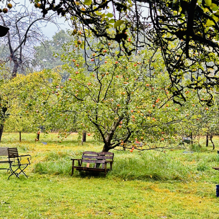 Die Streuobstwiese Appelwisch, Bänke unter alten Apfelbäumen