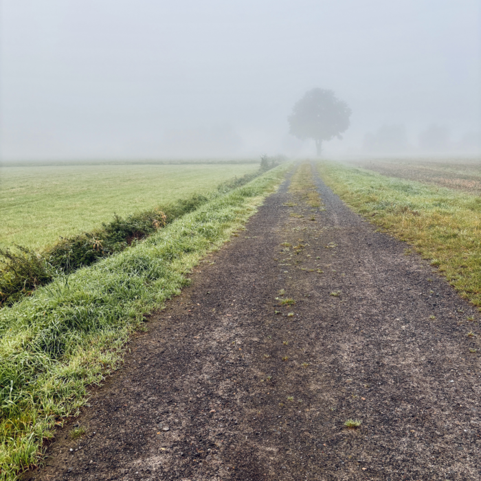 Ein Weg zwischen Äckern, in der Ferne ein alter Baum im Nebel