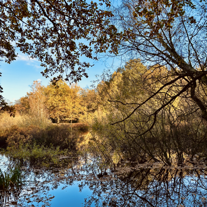 Bäume mit Herbstlaub und See im Eppendorfer Moor