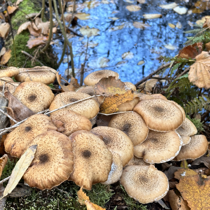 Pilze mir unbekannter Art im Eppendorfer Moor