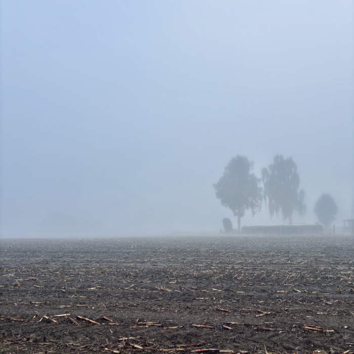 Bäume im Nebel an einem abgeernteten Feld