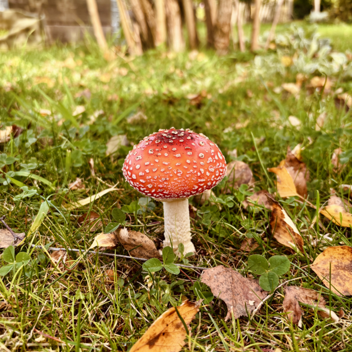 Ein Fliegenpilz im Rasen, umgeben von Herbstlaub