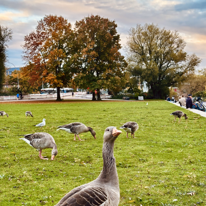 Gänse auf einer Wiese an der Alster, eine, recht dicht, sieht in die Kamera