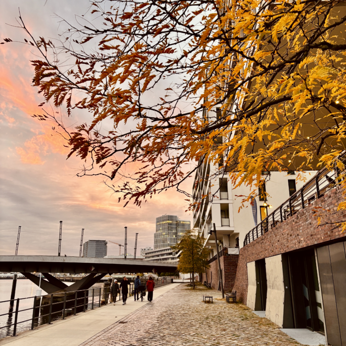 Ein Baum mit Herbstlaub an einer Uferpromenade in der Hafencity