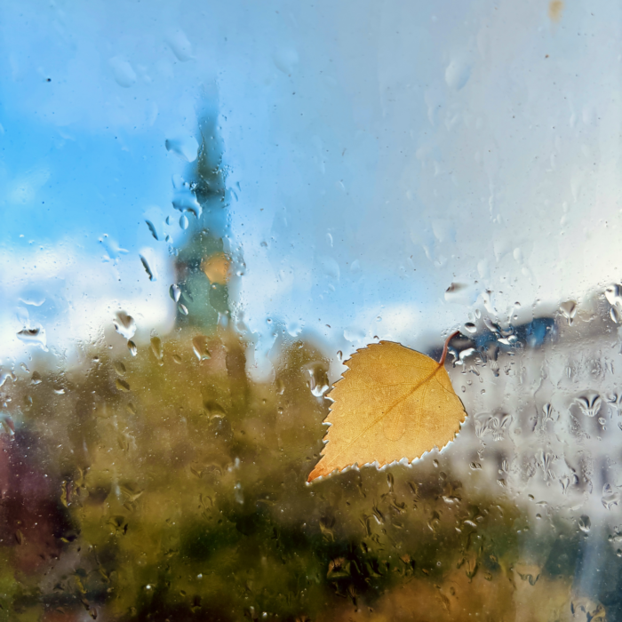 Ein gelbes Birkenblatt klebt an einer nassgeregneten Fensterscheibe