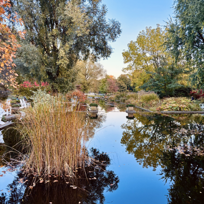 Herbstlich verfärbte Pflanzen am Wasser in Planten un Blomen