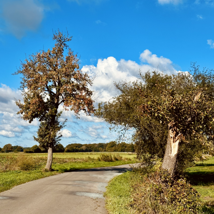 Frühherbstlich anmutende Bäume an einer Landstraße