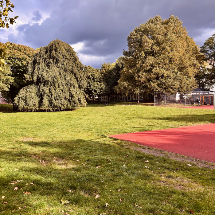 Bäume in einem Park vor Regenwolken, das Laub noch grün und kaum verfärbt