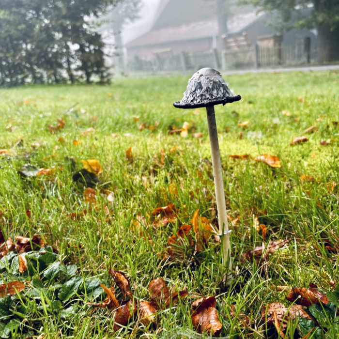 Ein Schopftintling auf einer Wiese vor einem Bauernhof, von etwas Herbstlaub umgeben