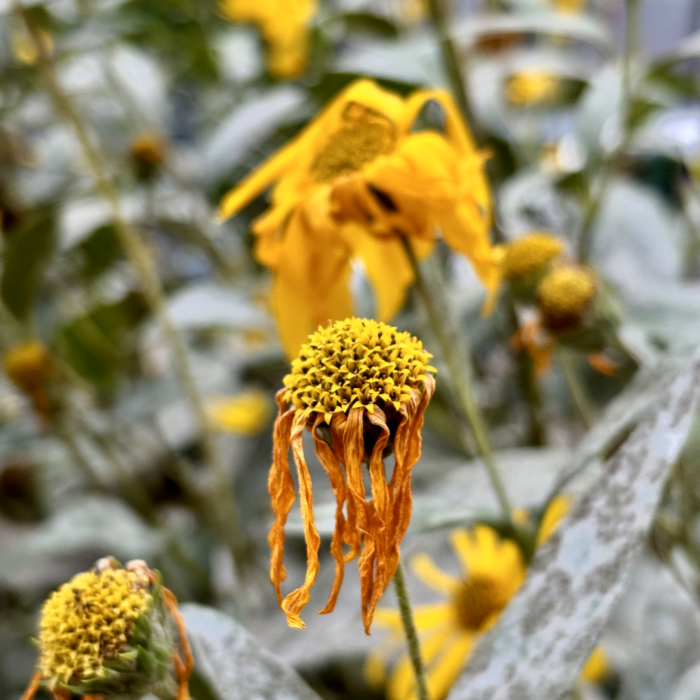 Verblühte Rudbeckien