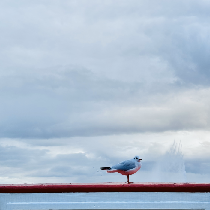 Eine Möwe auf dem Dach eines Alsterbootes, im Hintergrund Wolken und die Alsterfontäne