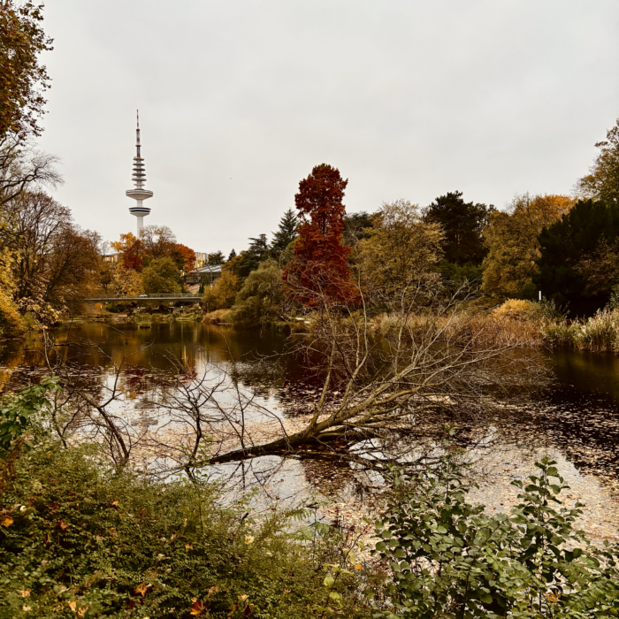 Planten un Blomen in herbstlicher Verfärbung, Blick auf den Fernsehturm, ein umgestürzter Baum in einem Gewässer